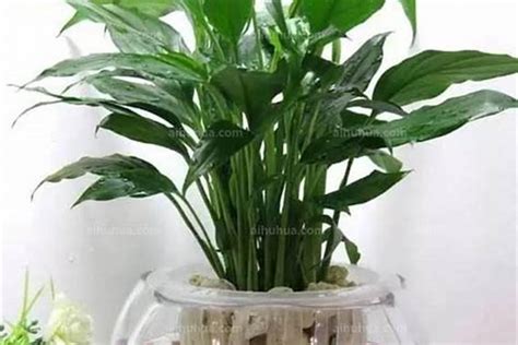 水种植物风水|水生植物风水的讲究有哪些？